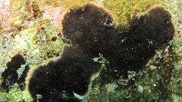 115 Bryo encroutant noir (Reptadeonella violacea)